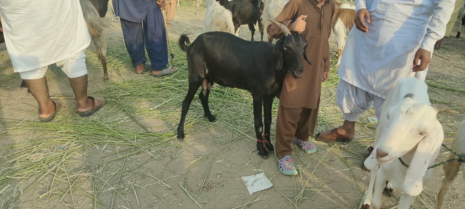 Qurbani meat for an elder