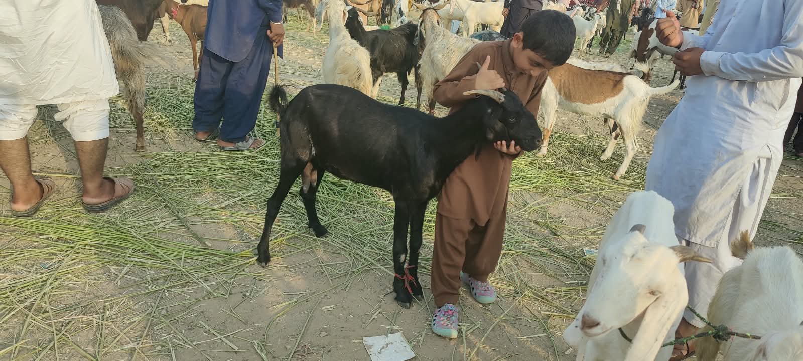 Qurbani